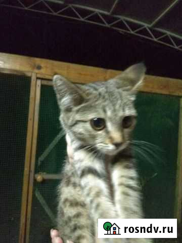 Кот в дар Зеленокумск - изображение 1