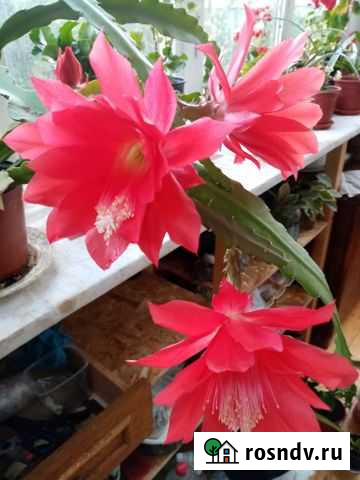 Эпифиллум аккермана Ялта - изображение 1