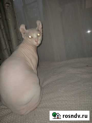 Вязка сфинкс эльфа Сочи - изображение 1