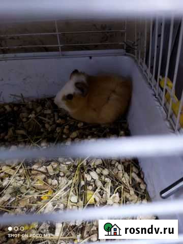 Морская свинка Воткинск - изображение 1