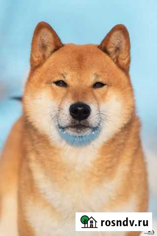 Кобели сиба.Вязка. Щенки Дубна - изображение 1