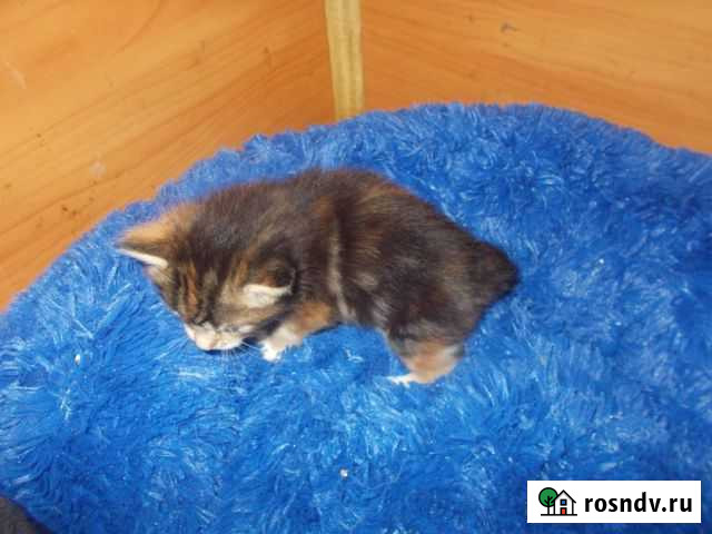 Мейн-кун Тула - изображение 1