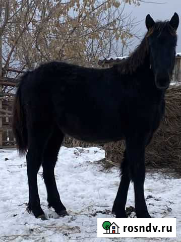Лошадь Кобылка Шелаболиха - изображение 1