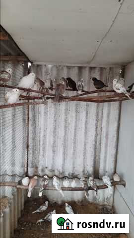 Горлицы Россошь - изображение 1