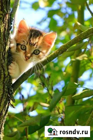 Кошка Бахчисарай - изображение 1