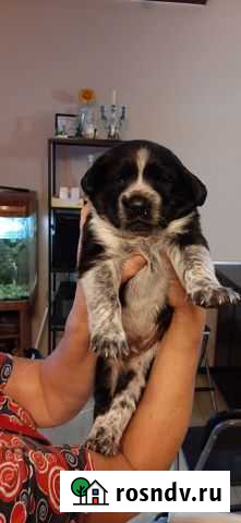 Отдадим щенка в добрые руки, мальчик, мама породы Ждановский - изображение 1