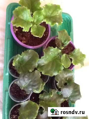 Фиалка- сорт. Коко. Шанель- лист на. Срез, укорене Чебоксары - изображение 1