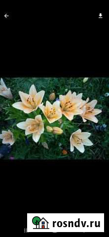 Отводки многолетних и рассада однолетних цветов Верхняя Синячиха - изображение 1