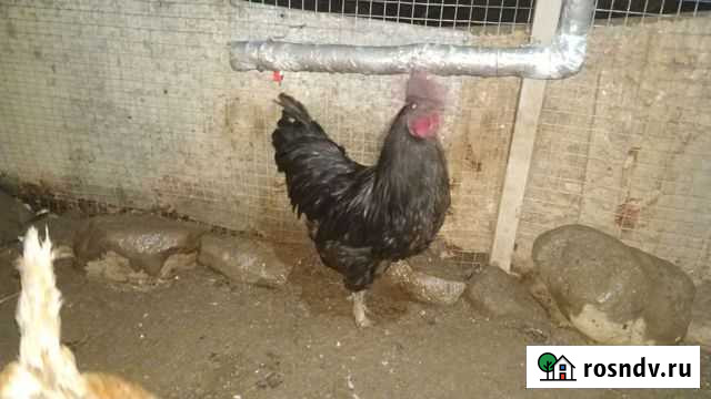 Петушок ухейилюй Туапсе - изображение 1