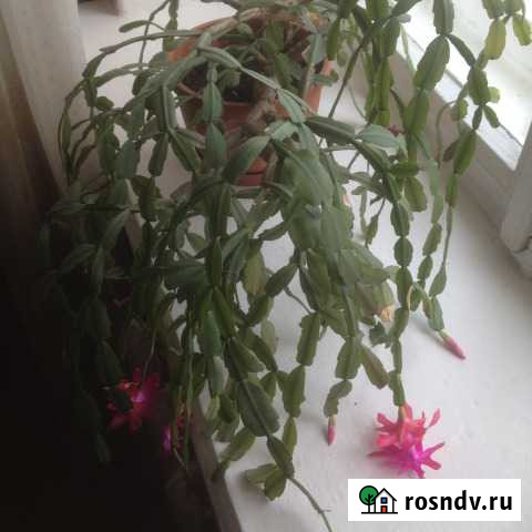 Цветы Печора - изображение 1