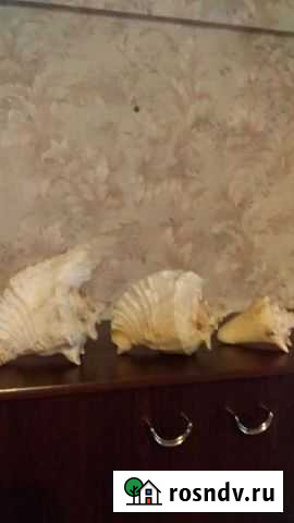 Набор ракушек Феодосия - изображение 1