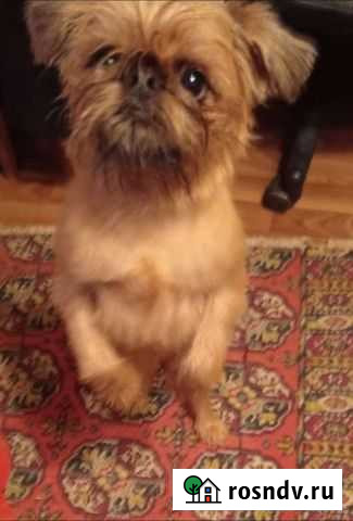 Брюссельский гриффон Калуга - изображение 1