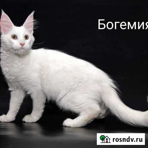 Мейн-кун Казань - изображение 1