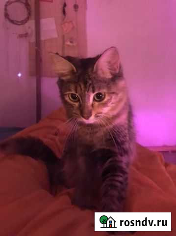 Котята в добрые руки даром Астрахань - изображение 1