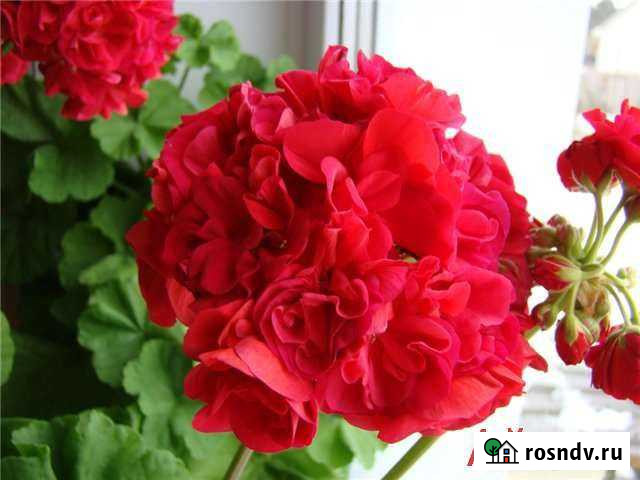 Пеларгония герань Чита - изображение 1