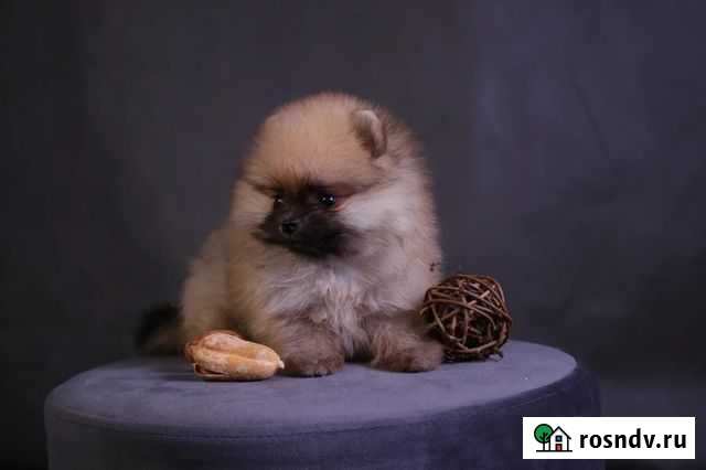 Шпиц Магадан - изображение 1