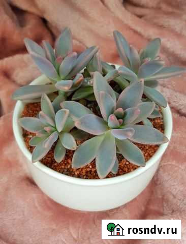 Суккуленты Курганинск - изображение 1