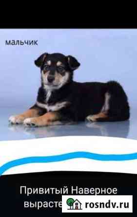 Щенок мальчишка Оренбург