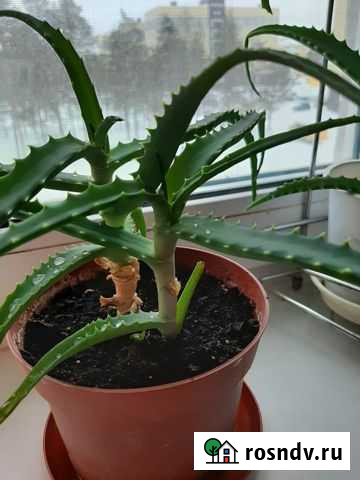 Продам деток Алоэ Муравленко - изображение 1