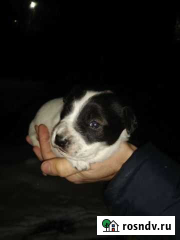 Щенок в добрые руки Сызрань - изображение 1