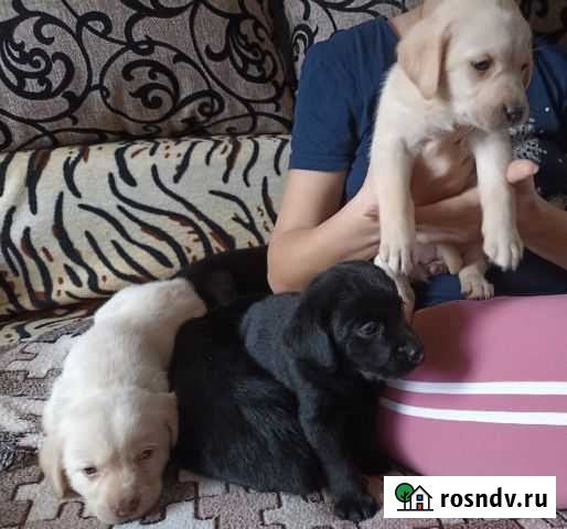Щенки лабрадора Котовск - изображение 1