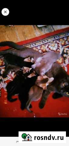 Котенок бесплатно Вязники - изображение 1