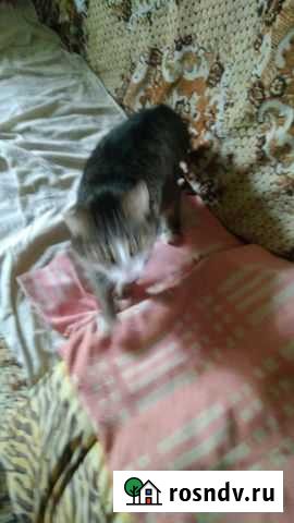 Котейка в хорошие руки Липецк - изображение 1