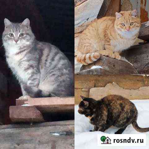 Кошки на СНТ замерзают Ижевск