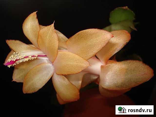 Шлюмбергеры сортовые Лебедянь - изображение 1