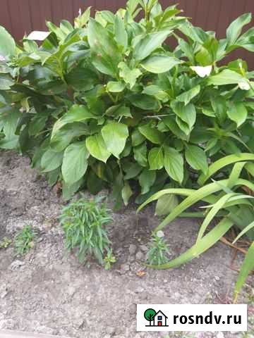 Пионы саженцы Прямицыно - изображение 1