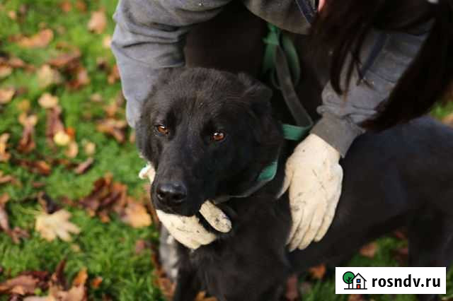 Таар ищет дом Калининград - изображение 1