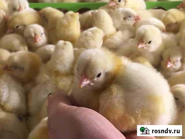 Цыплята суточные Шебекино - изображение 1
