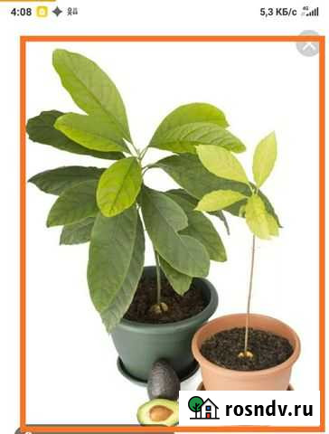 Авокадо Сочи - изображение 1