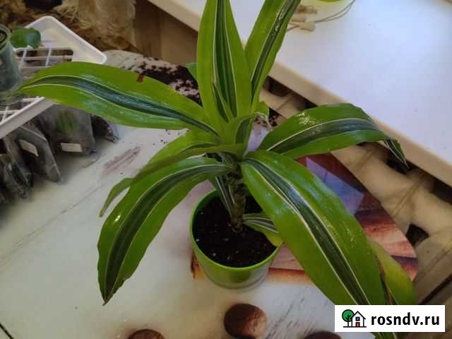 Драцена деремская Лемон Лайм Домодедово - изображение 1