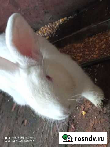 Домашние животные Дядьковская - изображение 1