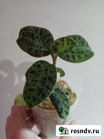 Macodes petola Ярославль - изображение 1