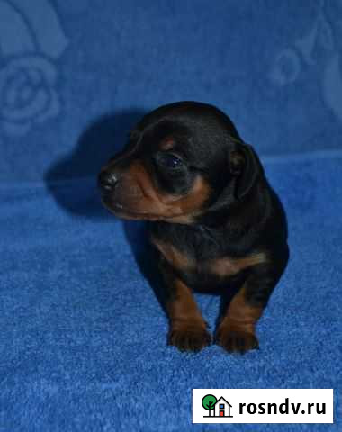 Милые детки цвергпинчера Череповец - изображение 1
