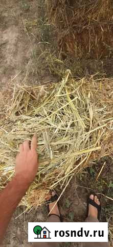 Тюки суданка, люцерна Павлодольская - изображение 1