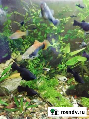 Аквариумные рыбки, улитки, растения Прокопьевск - изображение 1