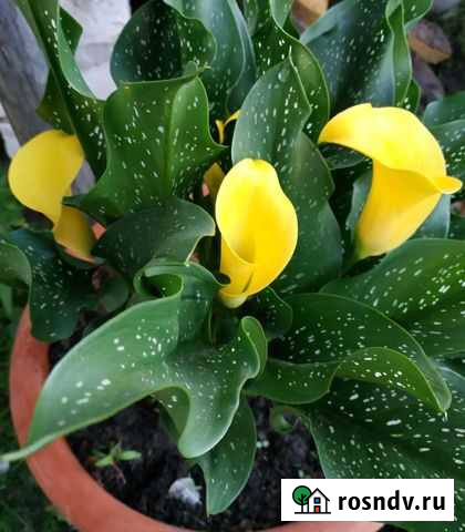 Калла садовая Тверь - изображение 1