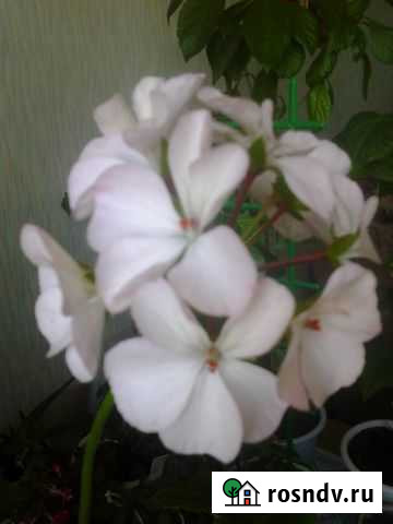 Комнатные цветы Березники - изображение 1