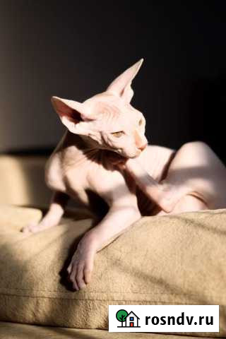 Канадский сфинкс вязка Новосибирск - изображение 1