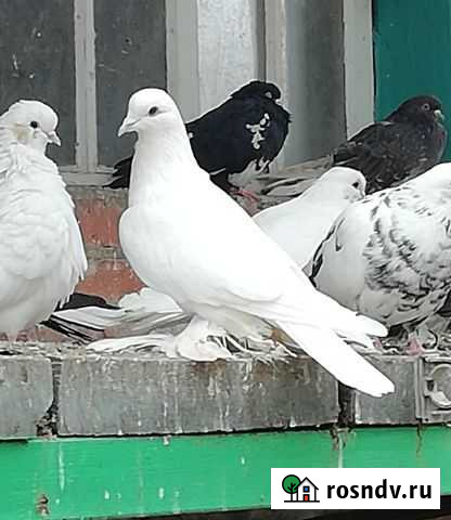 Северо - Кавказский голубь Ракитное - изображение 1