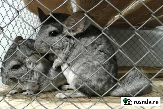 Шиншилки Тульский - изображение 1