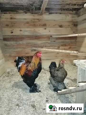 Цыплята породистых кур Калуга - изображение 1