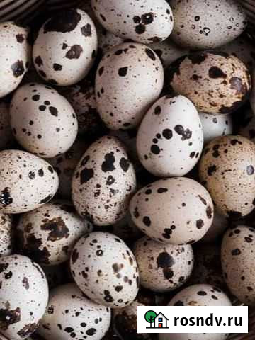 Яйца перепелиные Ладожская - изображение 1