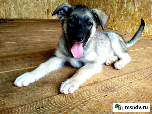 Щенки в дар Пермь - изображение 1