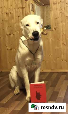 Кинолог / Дрессировка собак / Коррекция поведения Тула - изображение 1