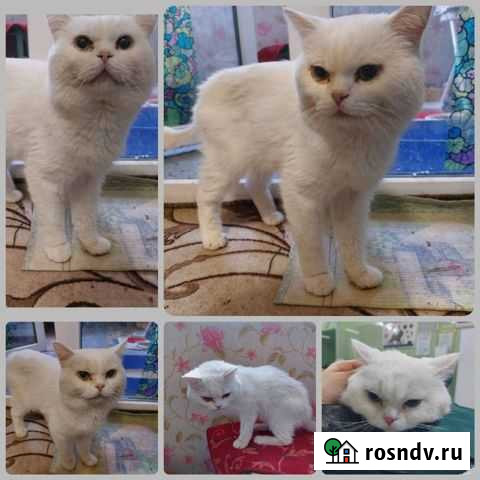 Найденный на улице кот ищет дом. Британец Ростов-на-Дону - изображение 1