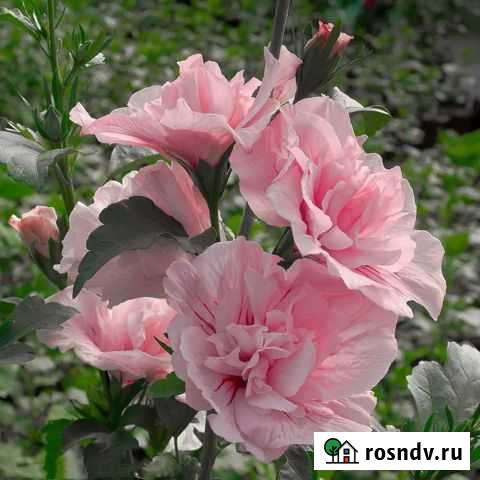 Гибискус Батайск - изображение 1